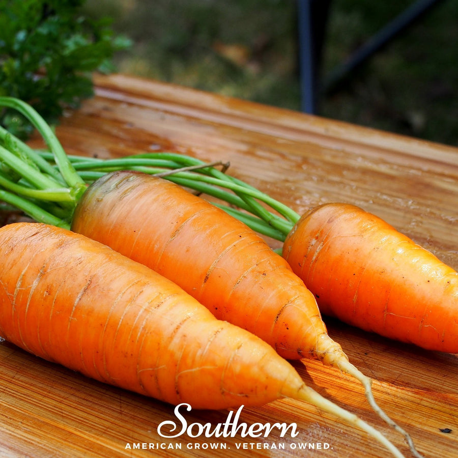 Chantenay Red Core Carrot