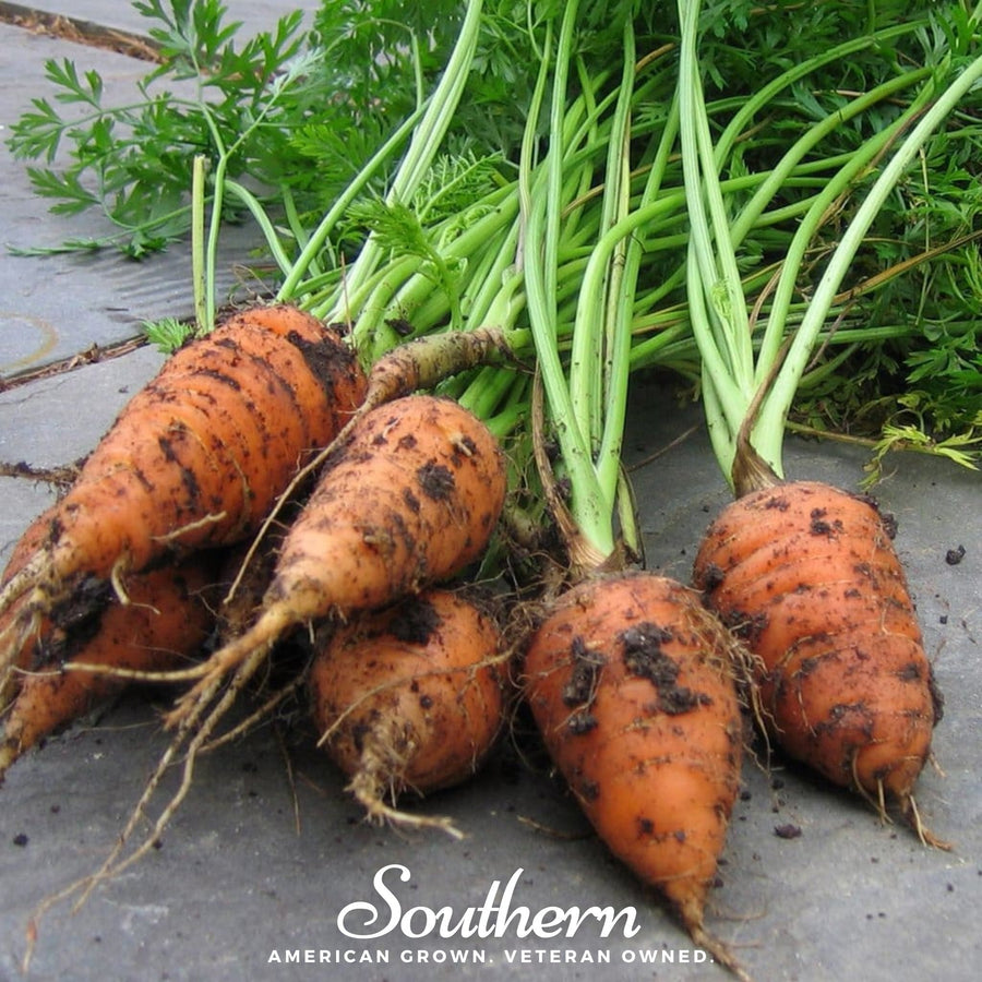 Chantenay Red Core Carrot