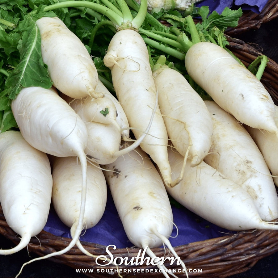 Lunar White Carrot
