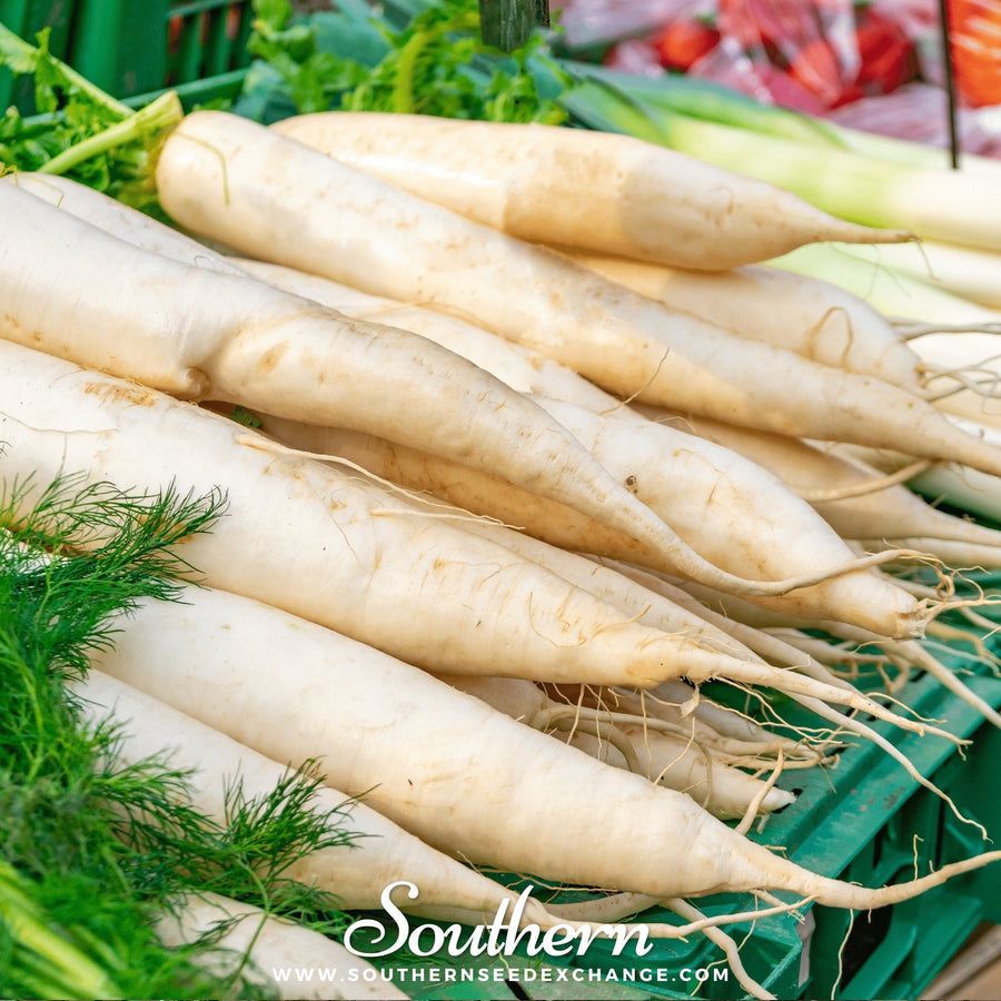 Lunar White Carrot