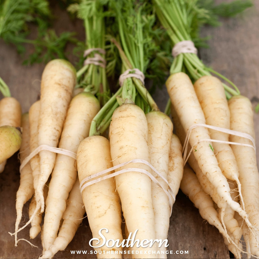 Lunar White Carrot