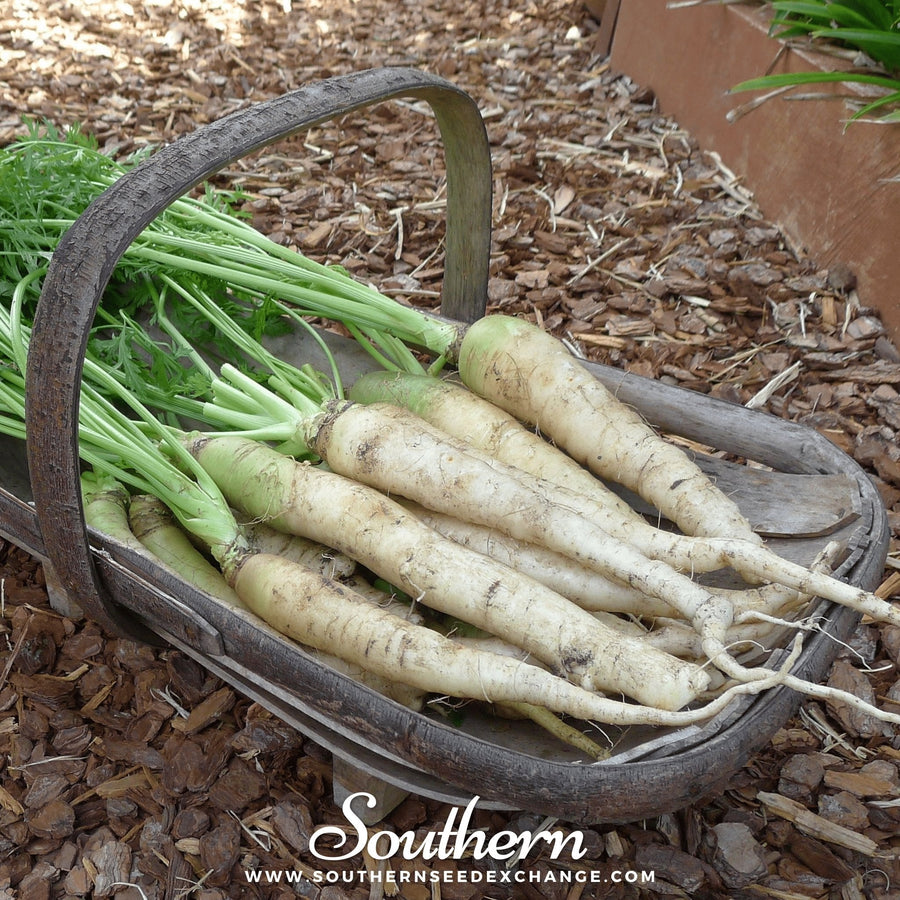 Lunar White Carrot