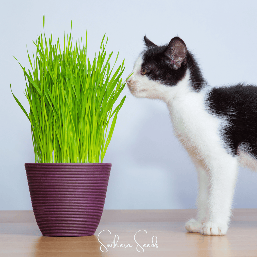 Cat Grass