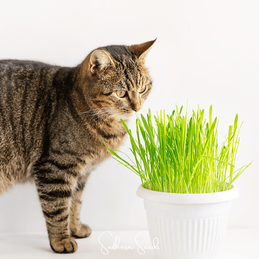 Cat Grass
