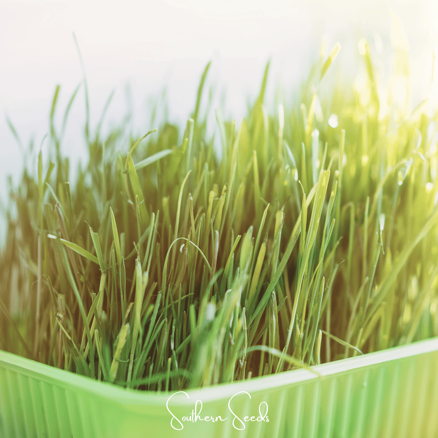 Cat Grass