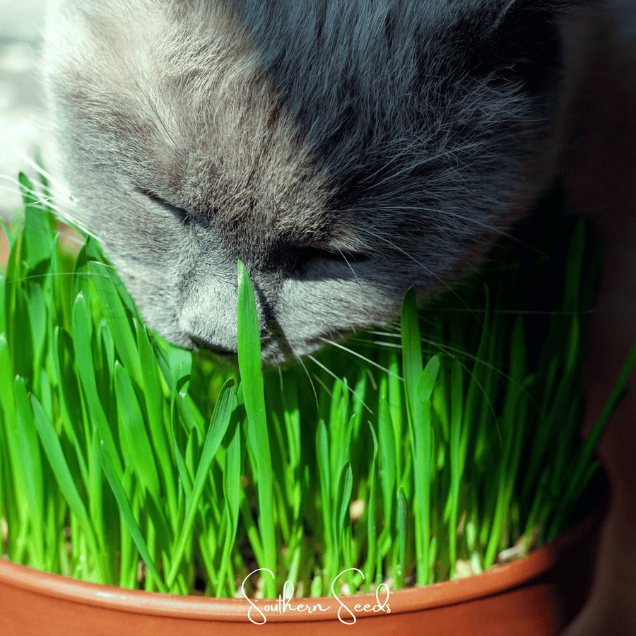 Cat Grass