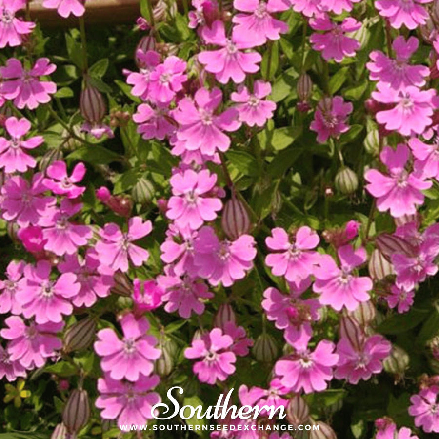Nodding Catchfly