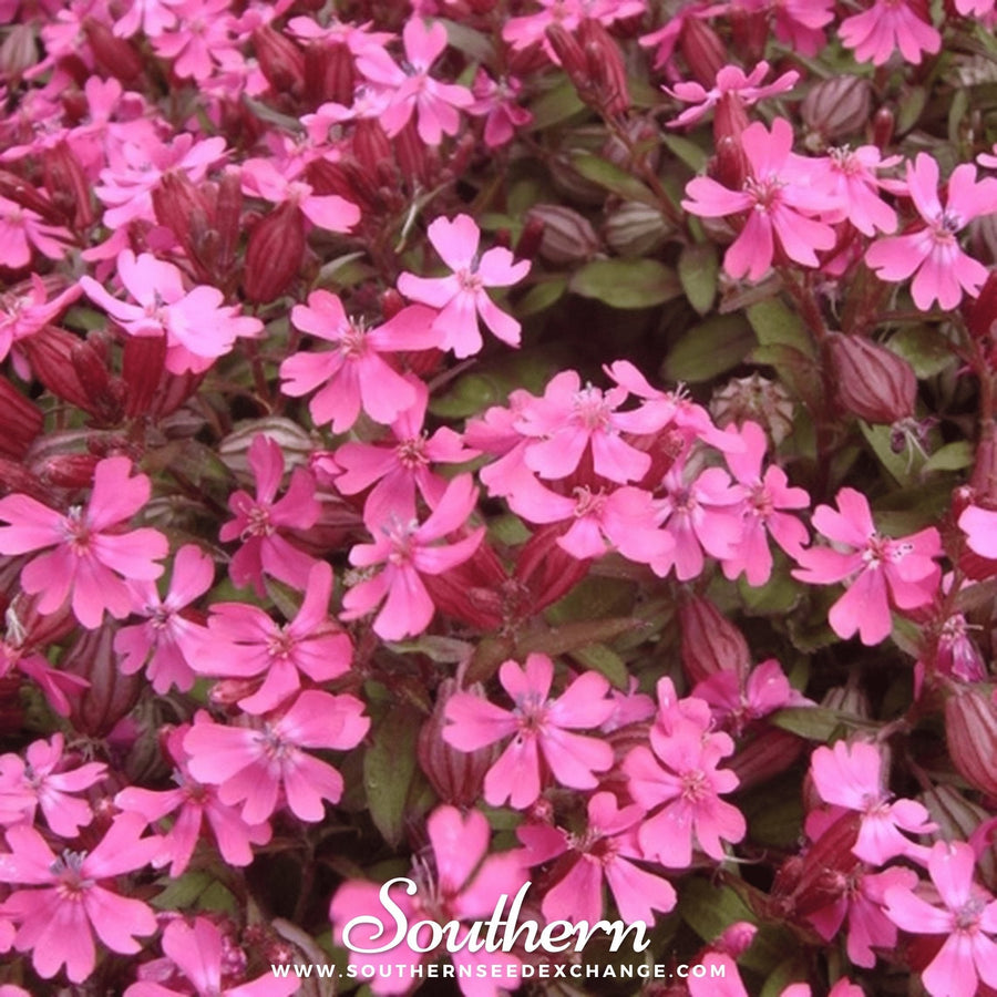 Nodding Catchfly