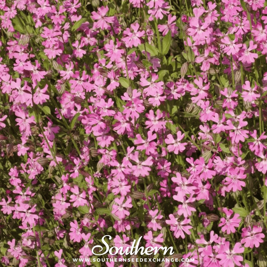 Nodding Catchfly