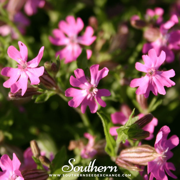 Nodding Catchfly