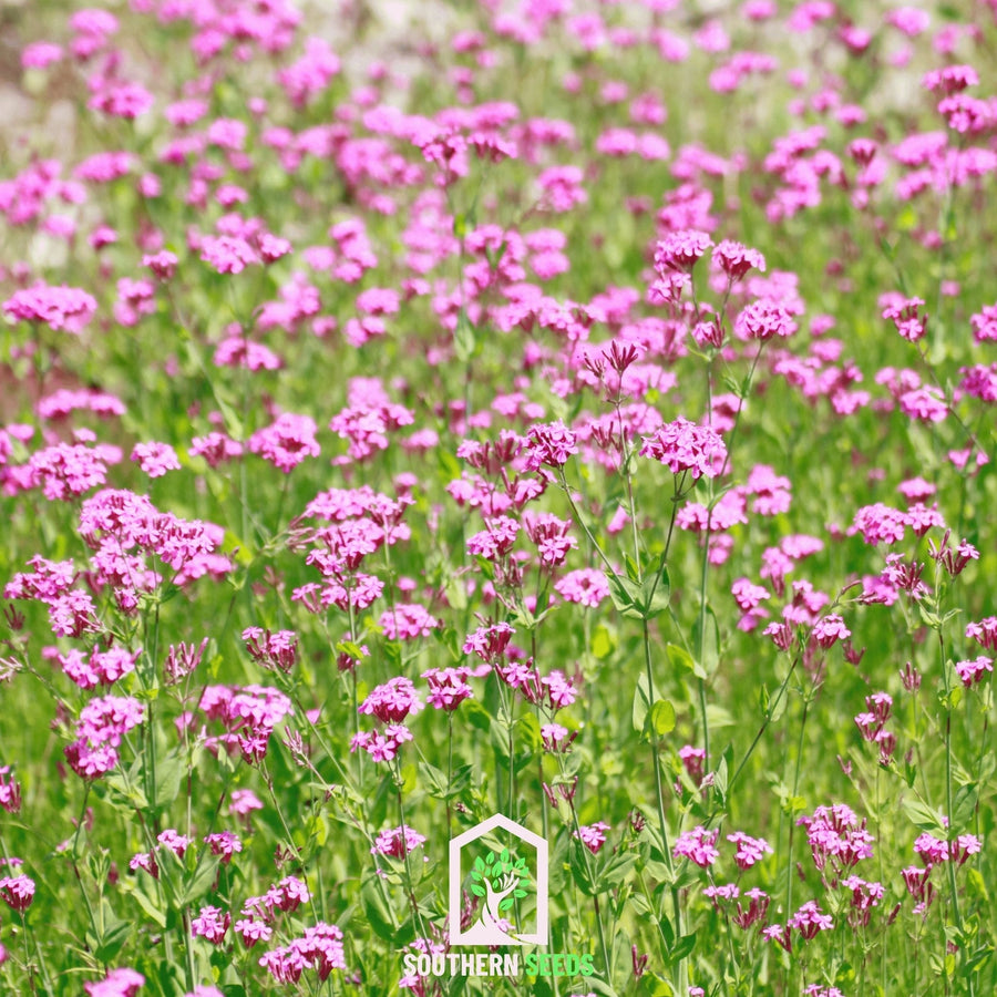 None So Pretty Catchfly