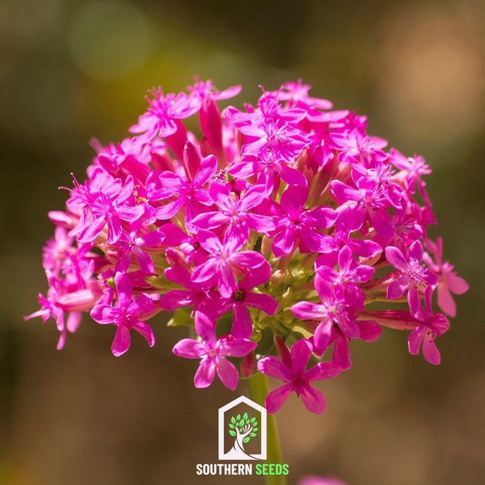 None So Pretty Catchfly