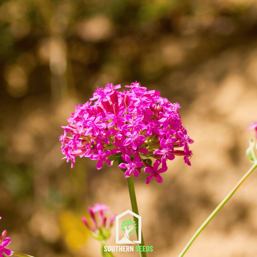 None So Pretty Catchfly