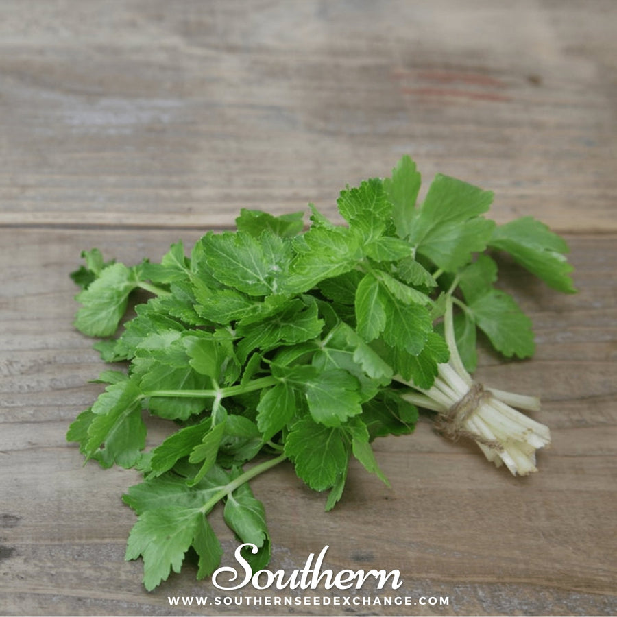 Cutting Celery – 200 Seeds