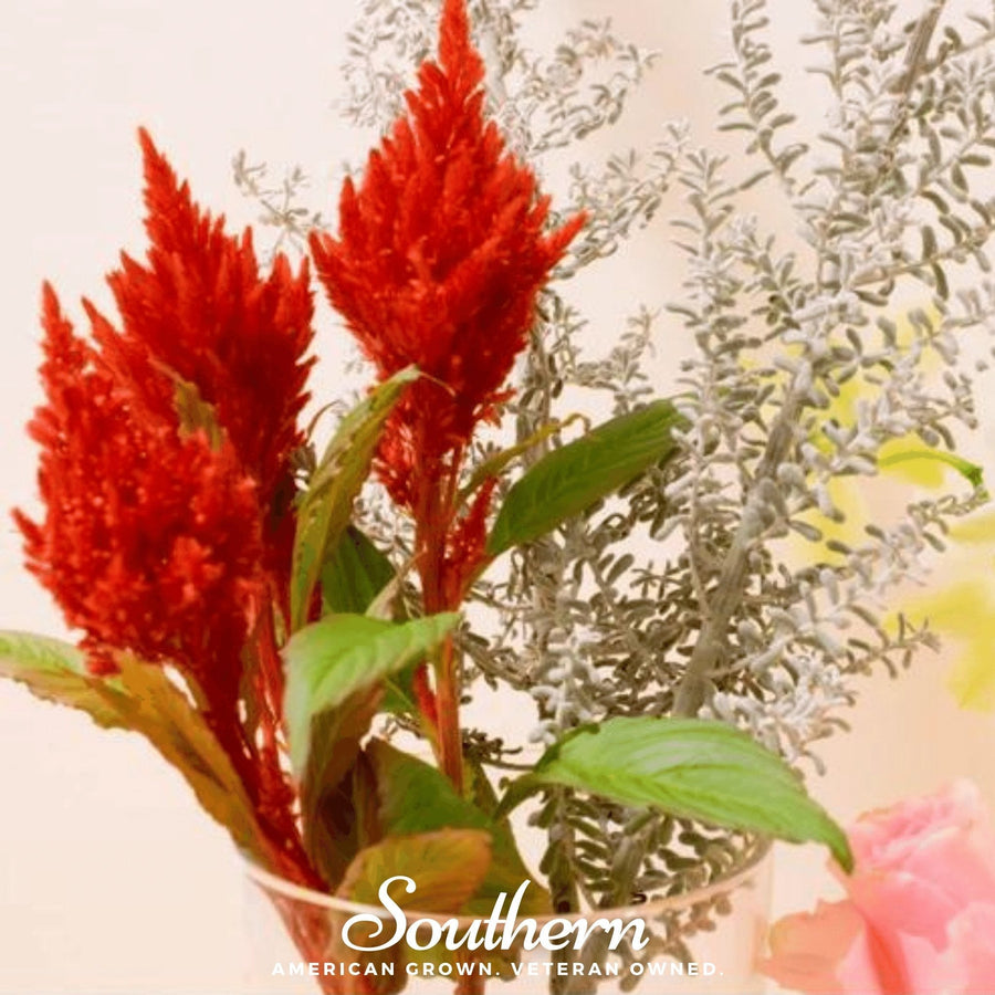 Nana Glitter Scarlet Celosia