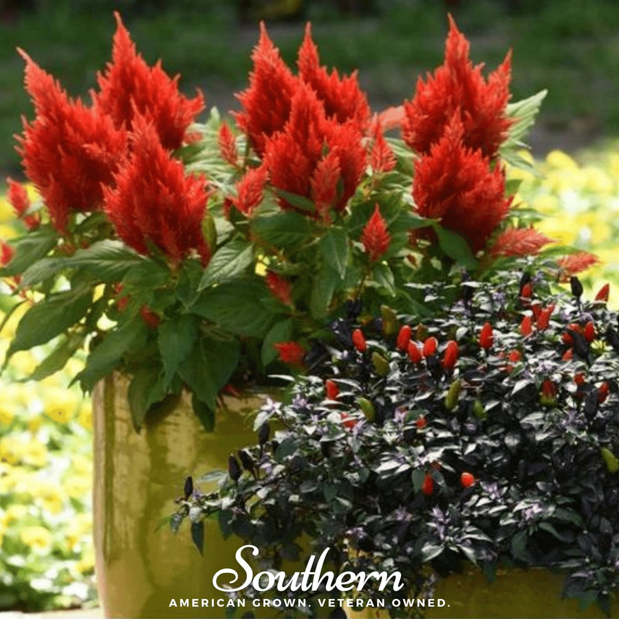 Nana Glitter Scarlet Celosia