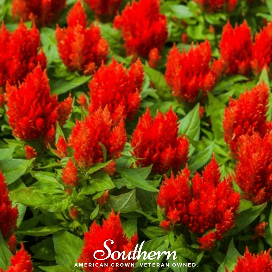 Nana Glitter Scarlet Celosia