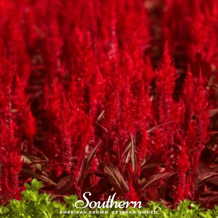 Nana Glitter Scarlet Celosia