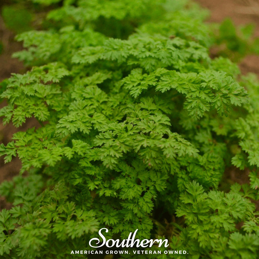 Curled Chervil – 200 Seeds