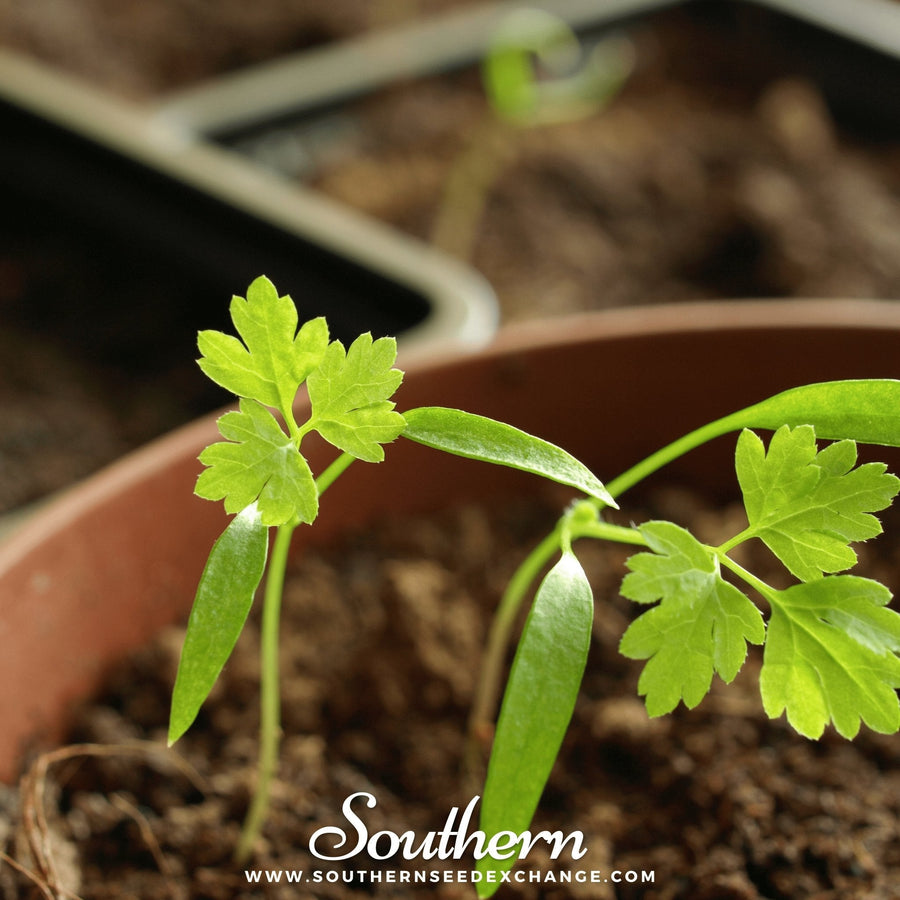 Flat Chervil