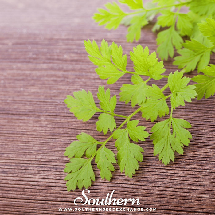 Flat Chervil