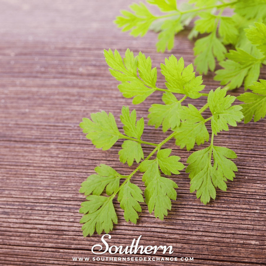 Flat Chervil