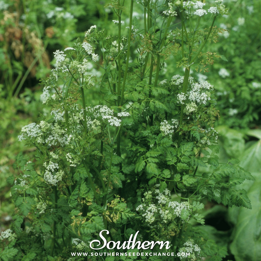 Flat Chervil