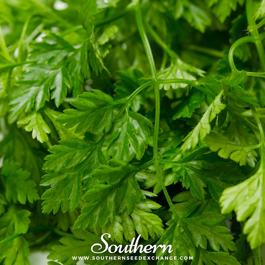 Flat Chervil