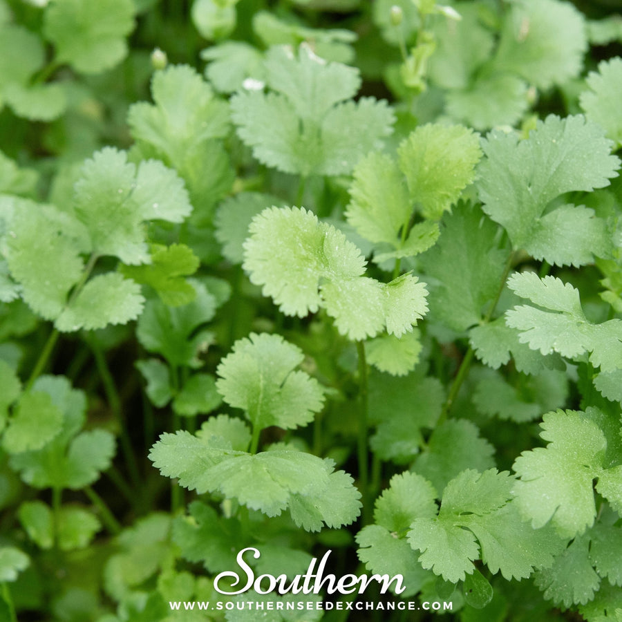 Calypso Cilantro – 100 Seeds