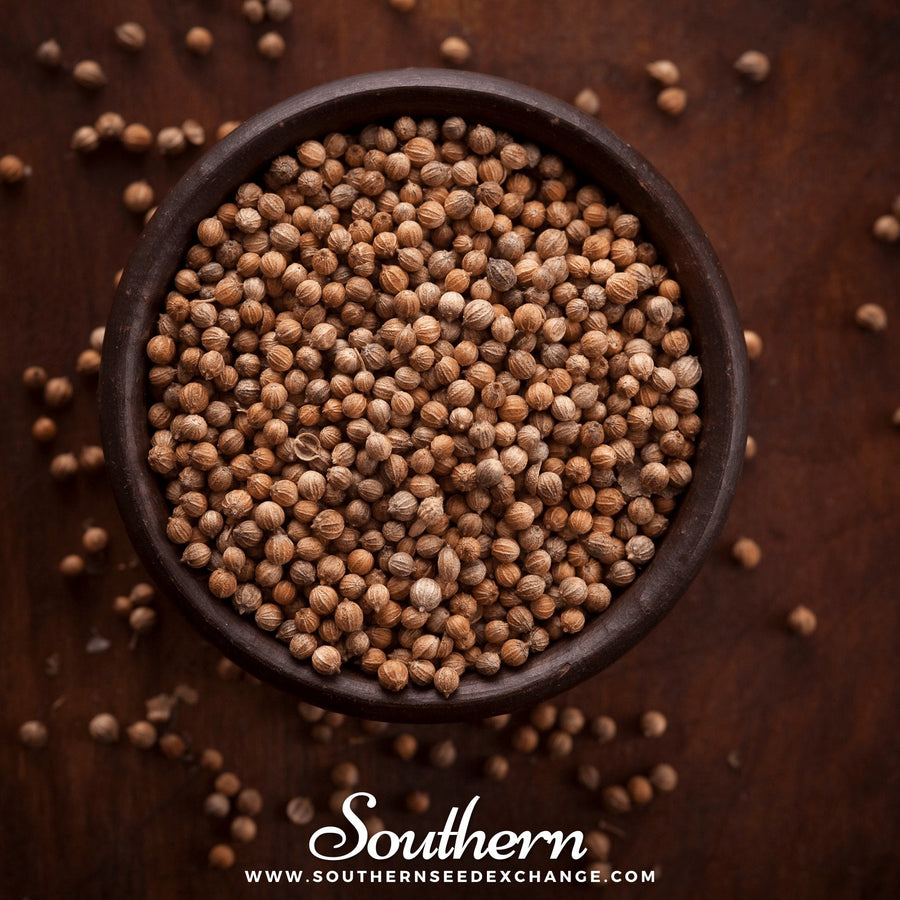 Santo Cilantro – 100 Seeds