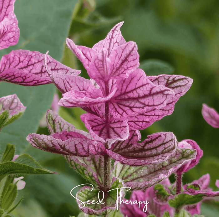 Pink Sundae Clary Sage – 50 Seeds