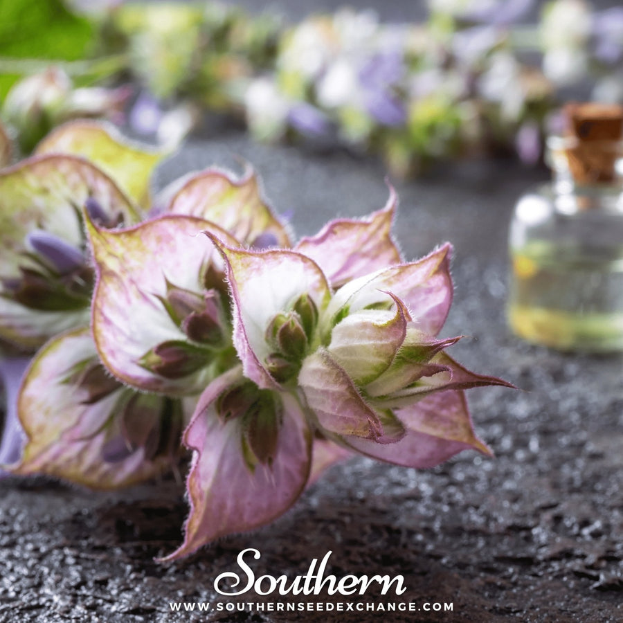 Clary Sage