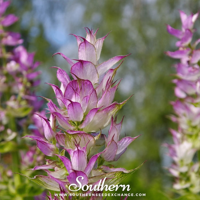 Clary Sage