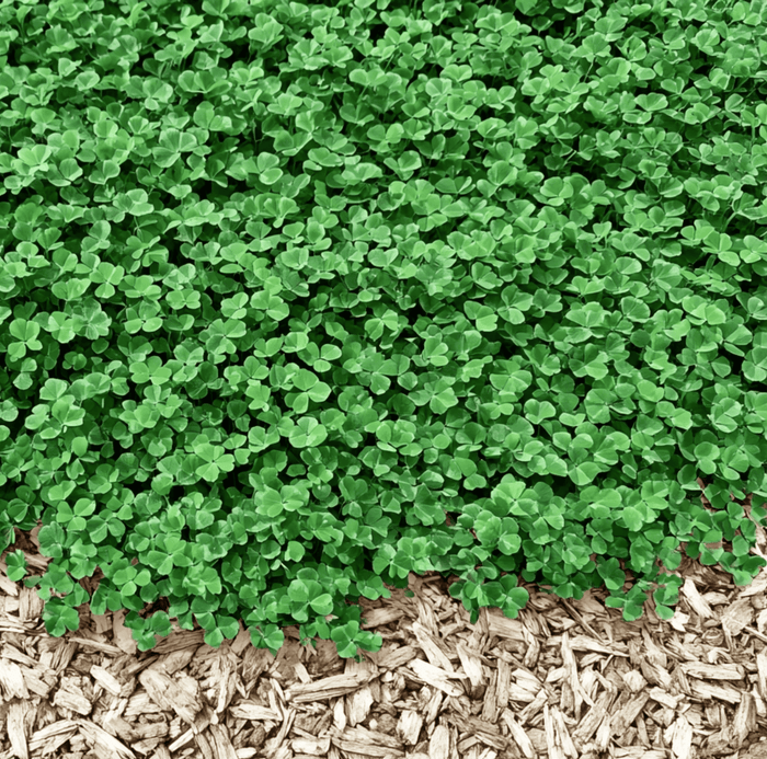 Micro Clover (Mini) Lawn Seed – 10,000 American-Grown Seeds