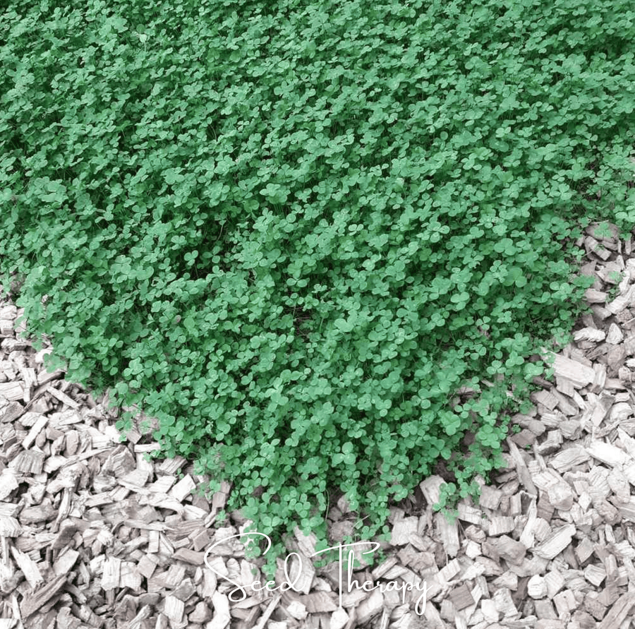 Micro Clover (Mini) Lawn Seed – 10,000 American-Grown Seeds