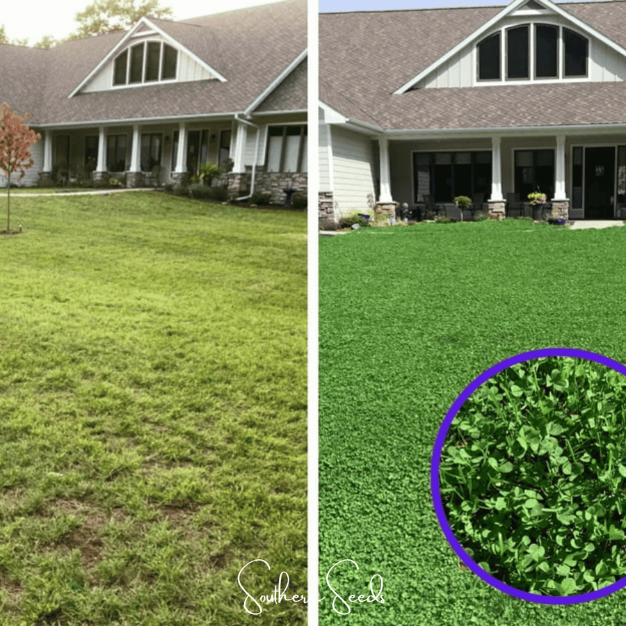 Micro Clover (Mini) Lawn Seed – 10,000 American-Grown Seeds