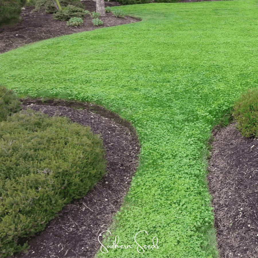 Micro Clover (Mini) Lawn Seed – 10,000 American-Grown Seeds