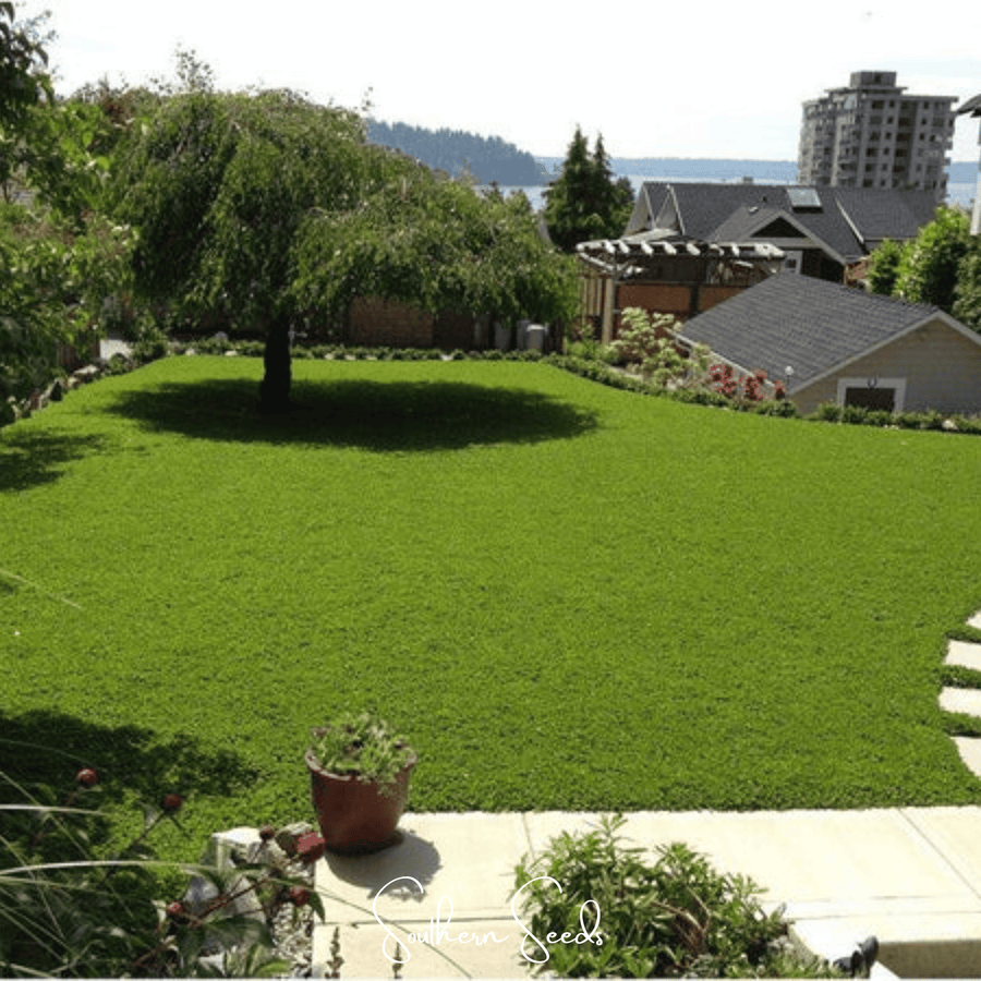 Micro Clover (Mini) Lawn Seed – 10,000 American-Grown Seeds