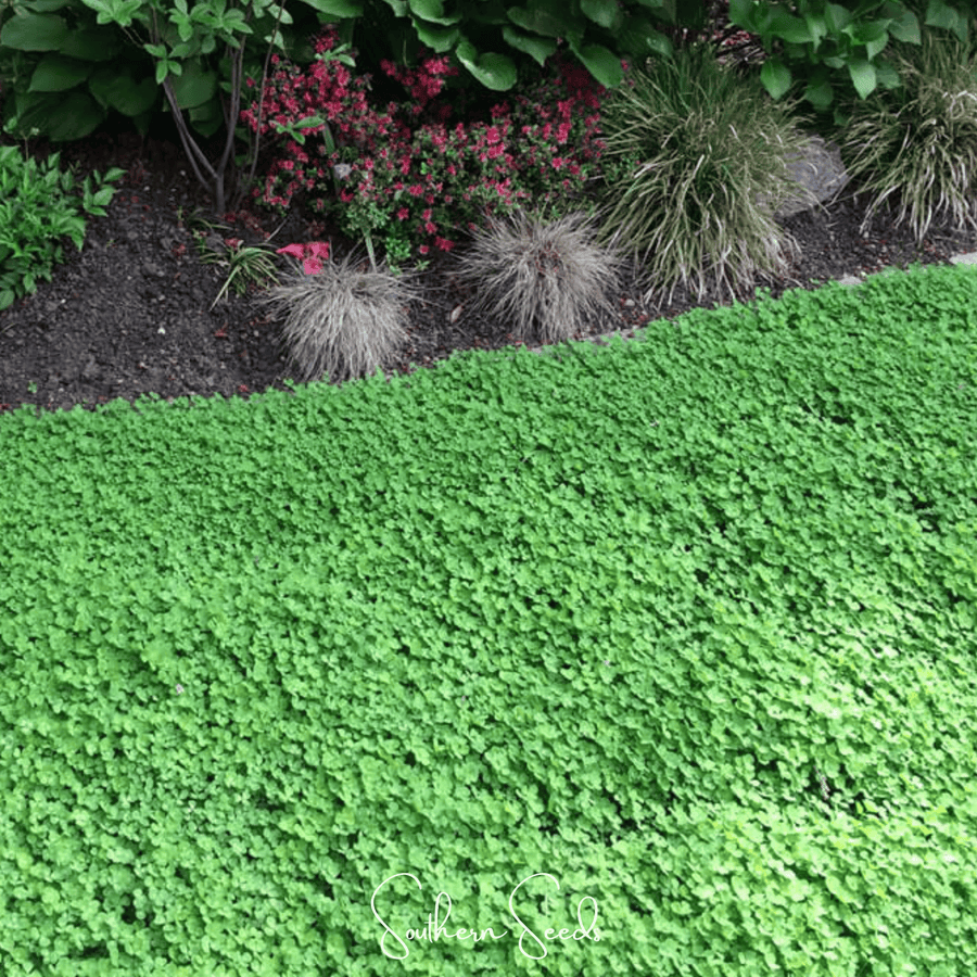 Micro Clover (Mini) Lawn Seed – 10,000 American-Grown Seeds
