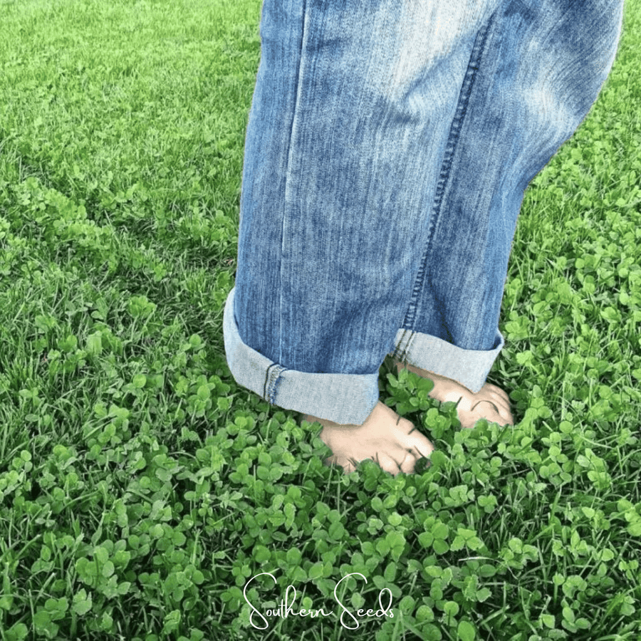 Micro Clover (Mini) Lawn Seed – 10,000 American-Grown Seeds