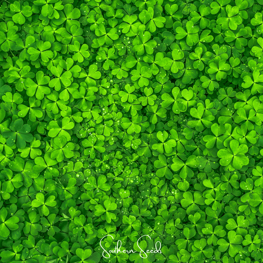 Micro Clover (Mini) Lawn Seed – 10,000 American-Grown Seeds
