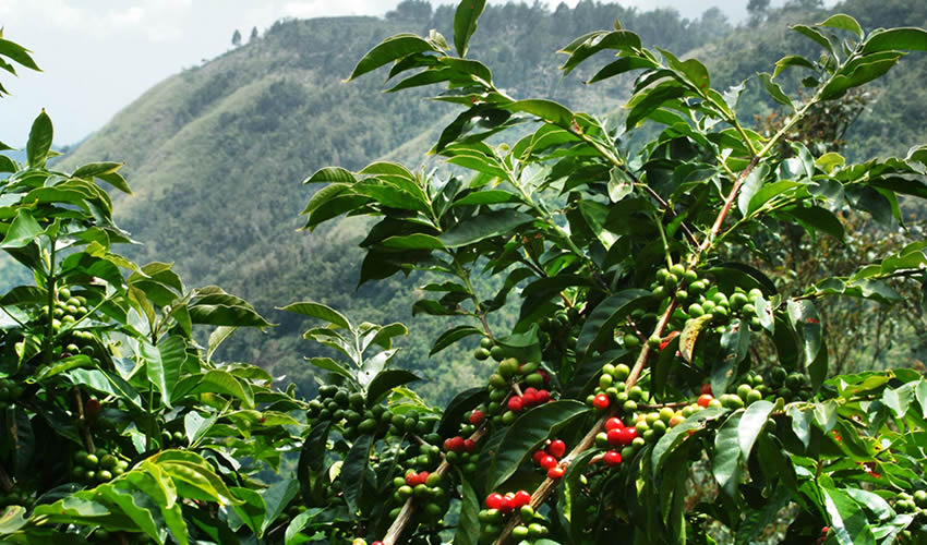 Coffee plants on a hillside in the Rwanda Kinini image gallery