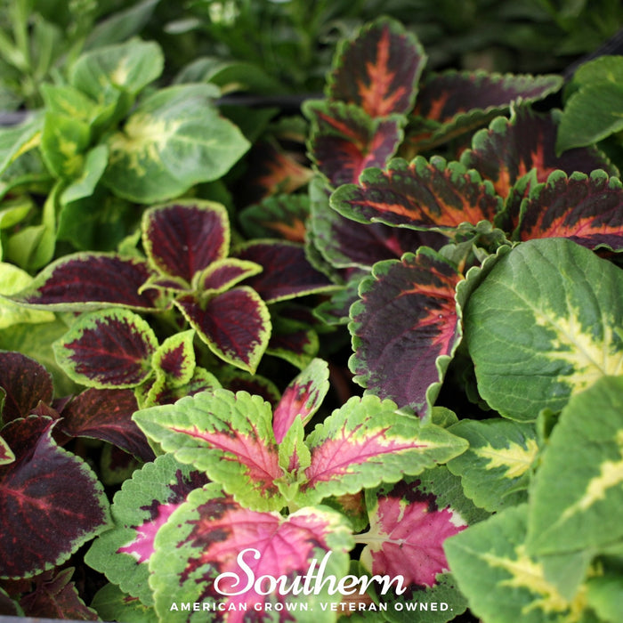 Rainbow Mix Coleus