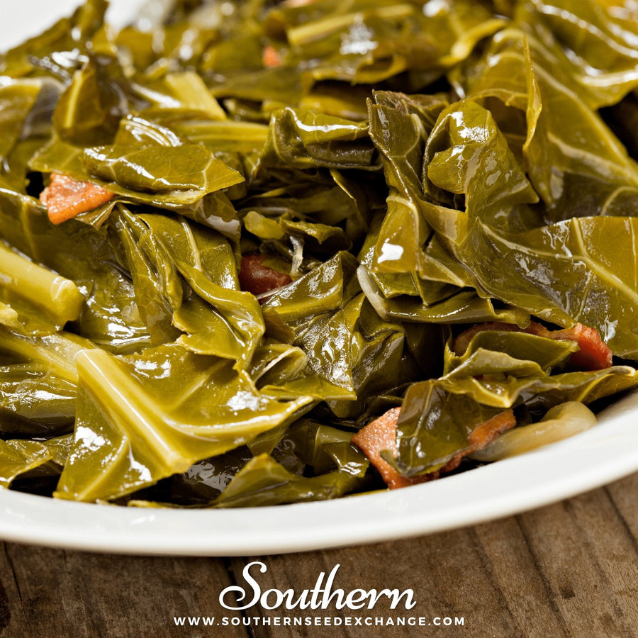 Champion Collard – 100 Seeds