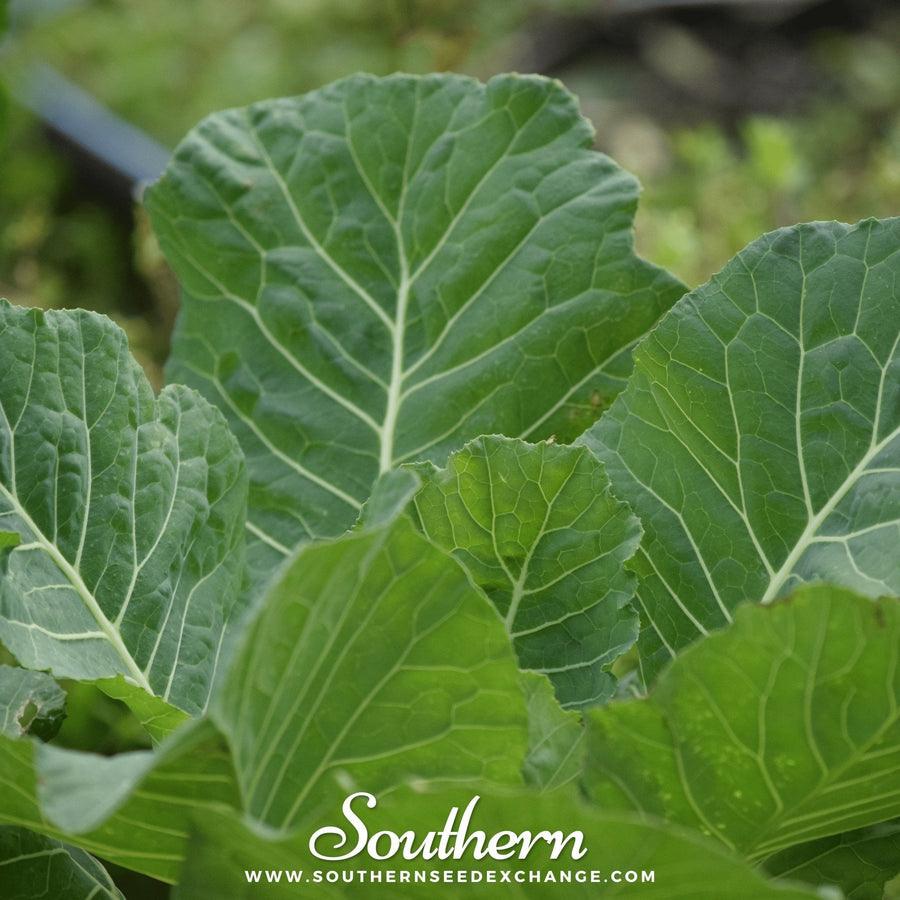 Vates Collard