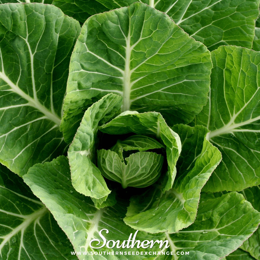 Vates Collard