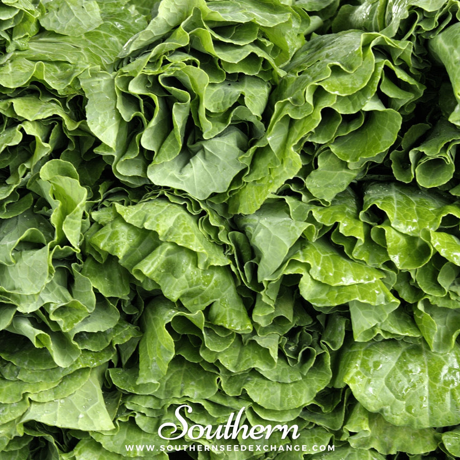 Vates Collard
