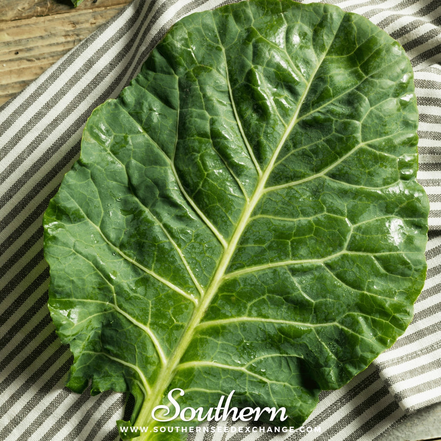 Vates Collard
