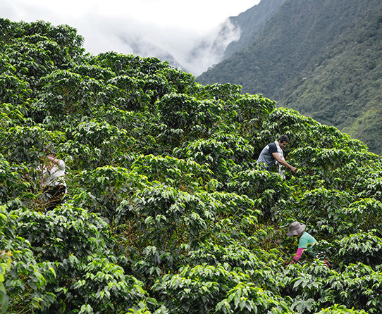 Coffee-growing hillside in the Colombian Supremo image gallery