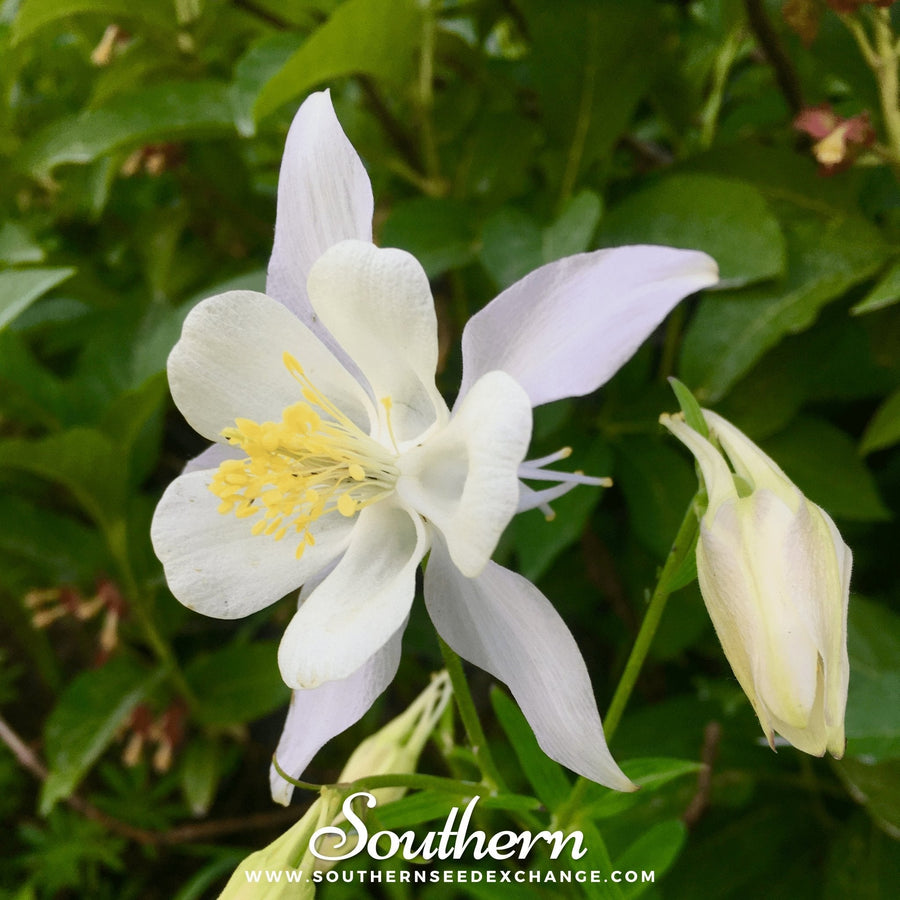 Crystal Star Columbine